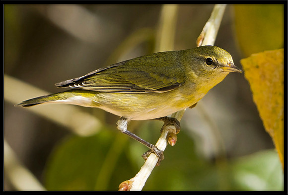 Tennessee Warbler