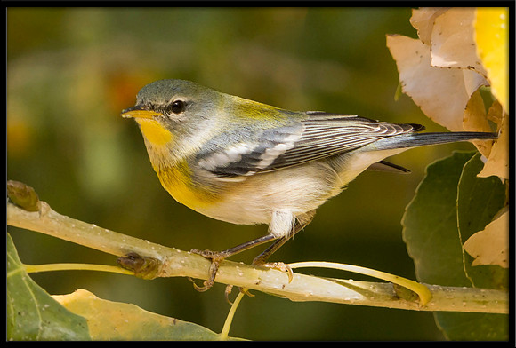 Northern Parula