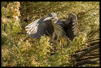 Yellow-crowned Night Heron (juvenile)