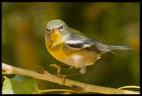 Northern Parula
