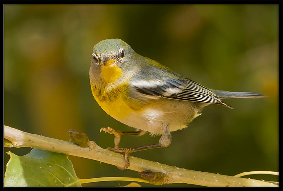Northern Parula