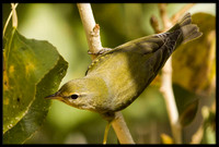 Tennessee Warbler