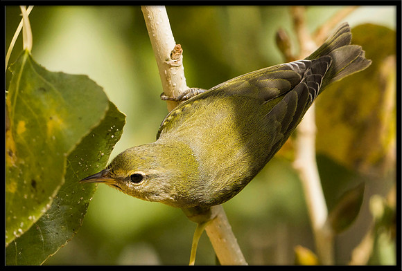 Tennessee Warbler