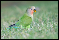 Rosy-faced Lovebird (juvi)