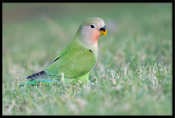 Rosy-faced Lovebird (juvi)