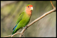 Rosy-faced Lovebird