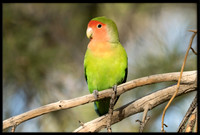 Rosy-faced Lovebird