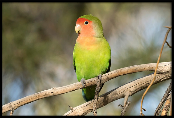 Rosy-faced Lovebird