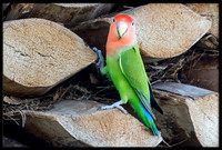Rosy-faced Lovebird