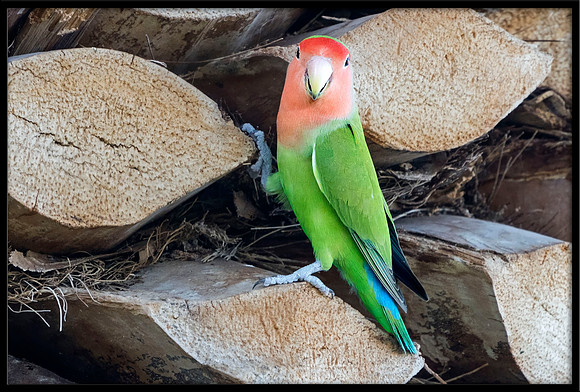 Rosy-faced Lovebird