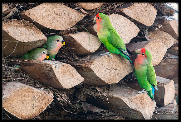 Rosy-faced Lovebird family