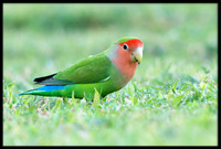 Rosy-faced Lovebird