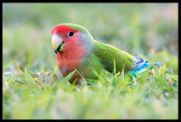 Rosy-faced Lovebird