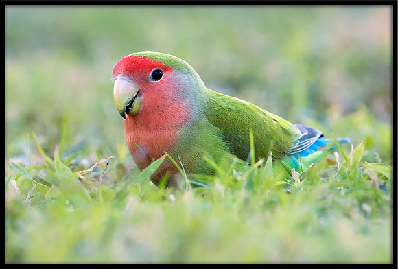 Rosy-faced Lovebird
