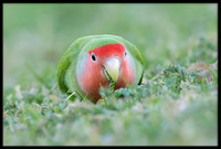 Rosy-faced Lovebird