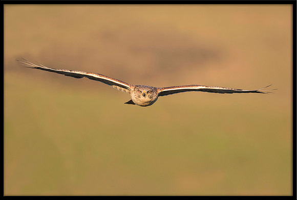 Ferruginous Hawk