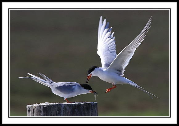 Terns