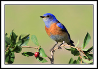 Western Bluebird