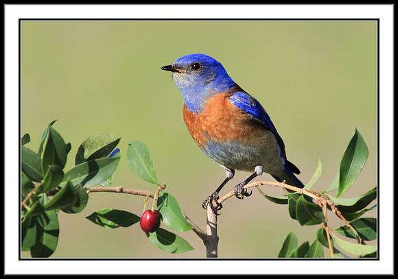 Western Bluebird
