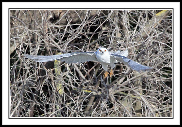 White-tailed Kite nest building