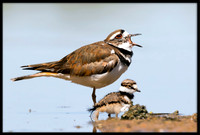 Killdeer Mom and Chick