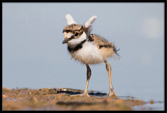 Killdeer Chick