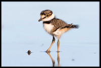 Killdeer Chick