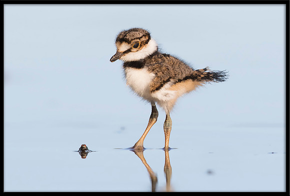 Killdeer Chick