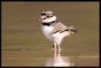 Killdeer Chick