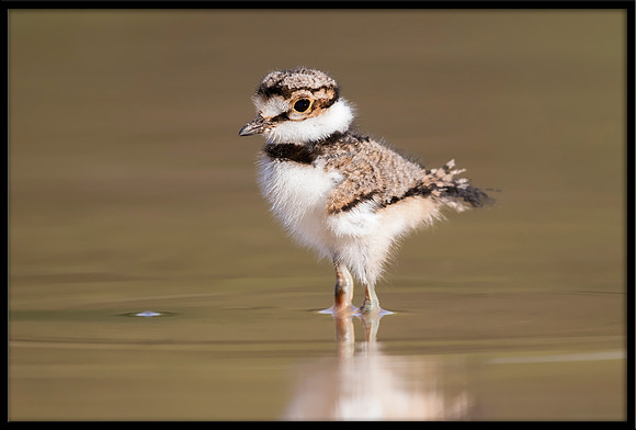 Killdeer Chick