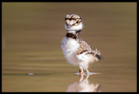 Killdeer Chick