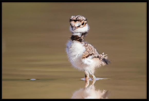 Killdeer Chick