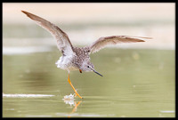 Greater Yellowlegs