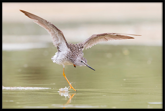 Greater Yellowlegs