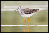 Greater Yellowlegs