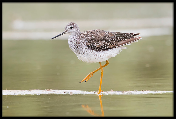 Greater Yellowlegs