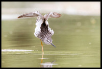 Greater Yellowlegs