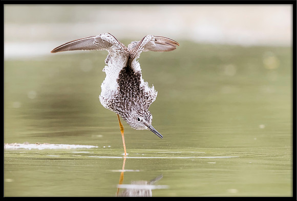 Greater Yellowlegs