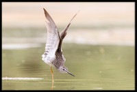 Greater Yellowlegs