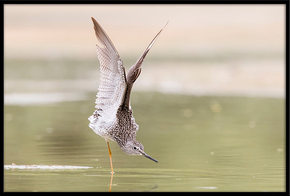 Greater Yellowlegs