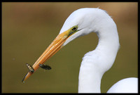 Great Egret with sushi times 2
