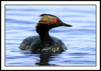 Eared Grebe