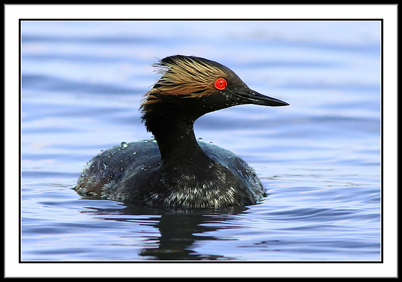 Eared Grebe