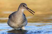 Willet