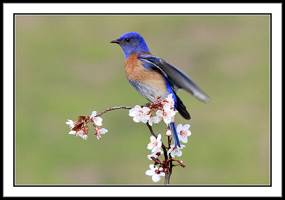Western Bluebird