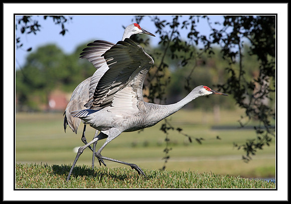 Sandhill Cranes