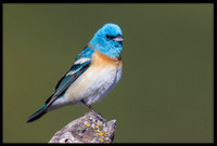 Lazuli Bunting