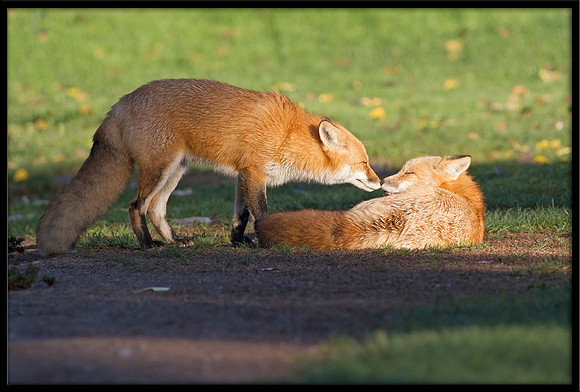 Red Fox love