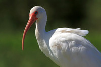 White Ibis portrait