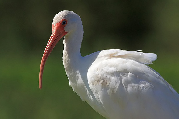 White Ibis portrait